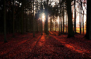 autumn passion by MurphyL6