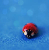 Ladybug by MurphyL6