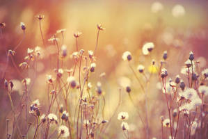 Fairytale meadow by MurphyL6