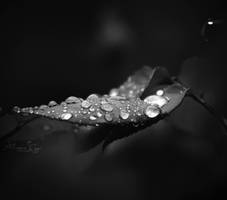 Drops by Alessia-Izzo