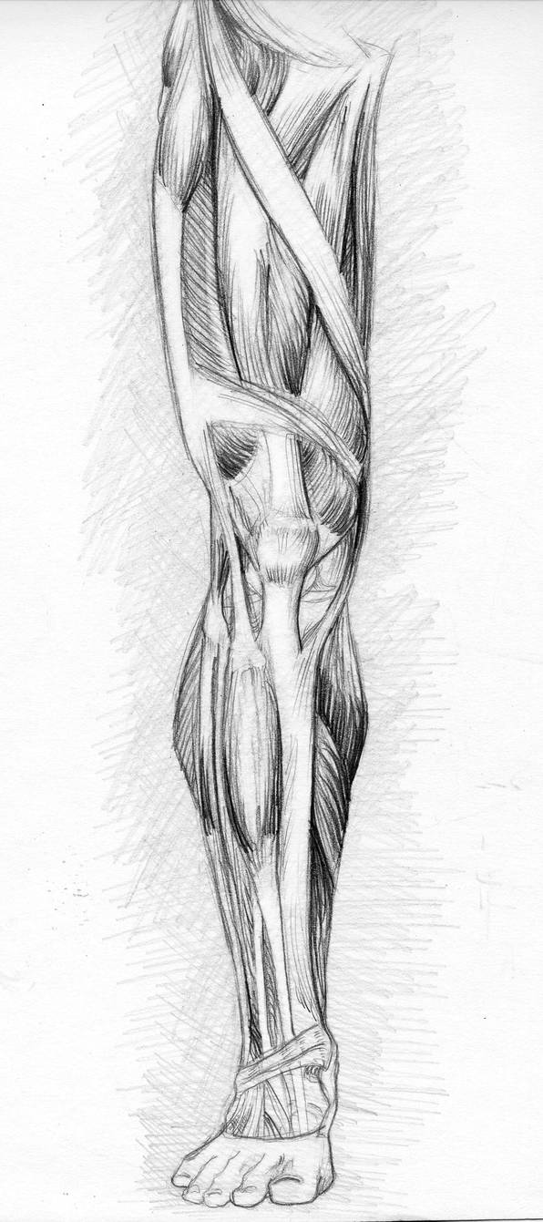 Leg Muscles by InstilledPhear on DeviantArt
