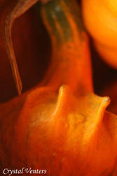 Gourd 2 by poetcrystaldawn