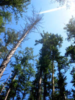 Crazy Forest by super-official