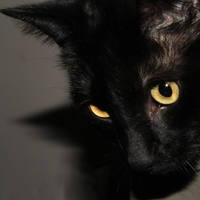 I see you. by MyLastBlkRose