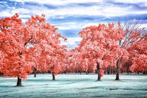 Red Park by helios-spada