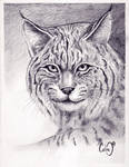 bobcat by callinitlikeitis