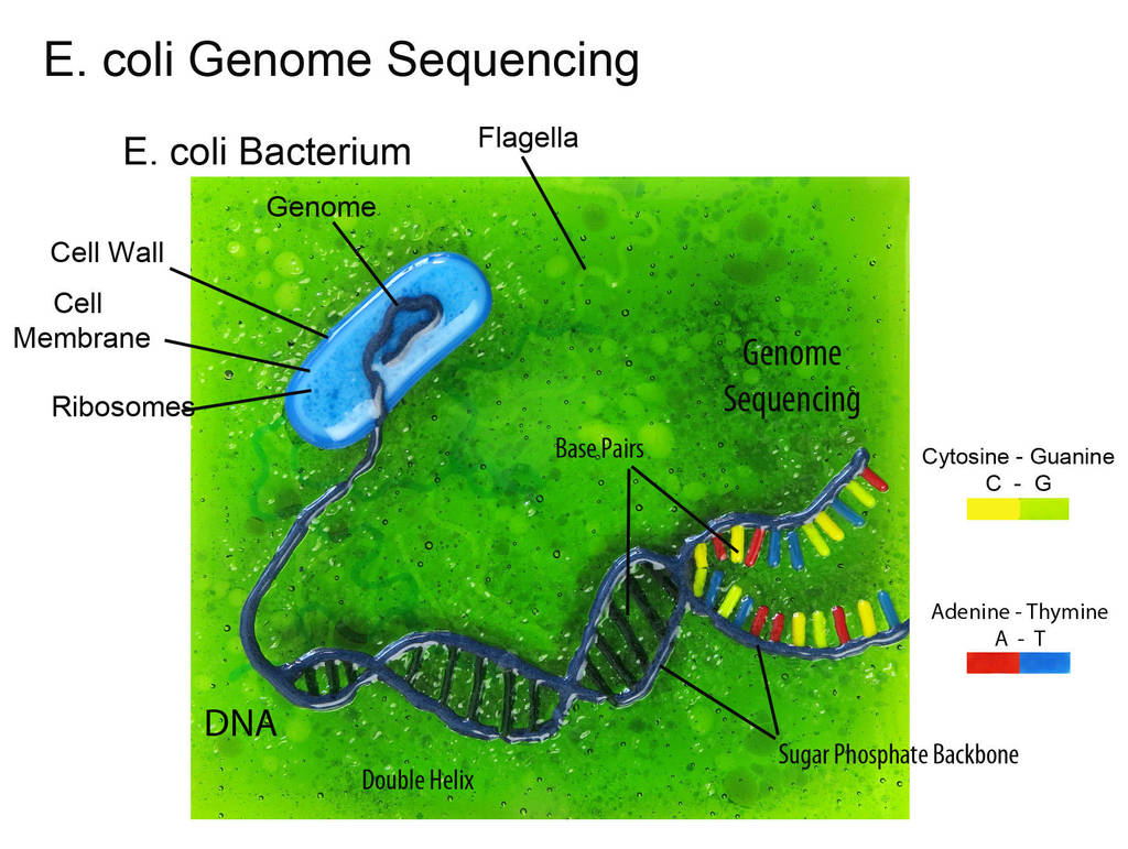 Genome Sequencing of E. coli Bacteria by trilobiteglassworks on DeviantArt
