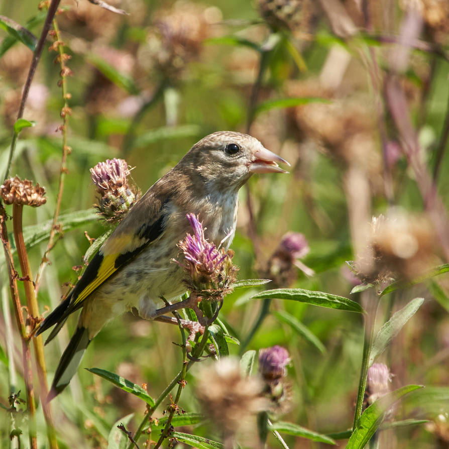 juvenile goldfinch carduelis carduelis by jon hill987 on deviantart