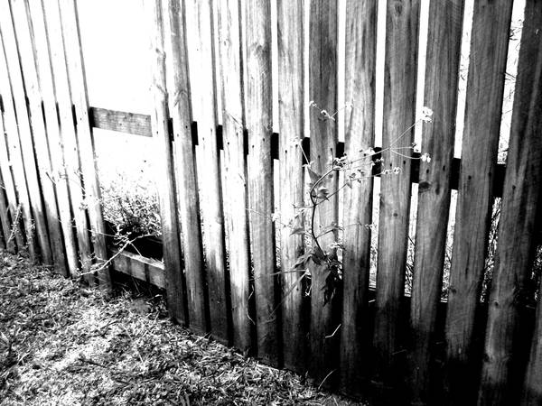creepy fence by brendanmalin