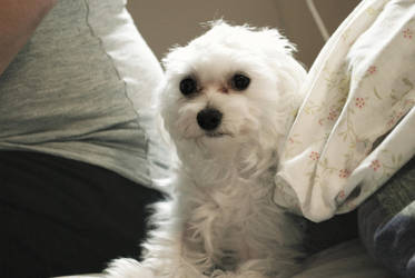 Abigail II by twentyyearsofsnow