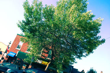 A tree grows in Fredericton by twentyyearsofsnow