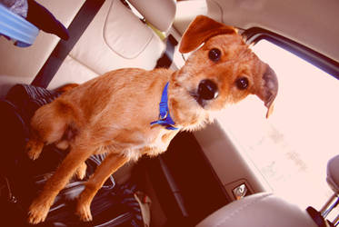 The Little Prince, Leopold by twentyyearsofsnow