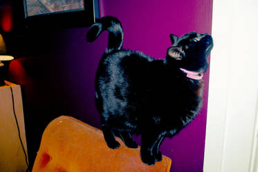 Fat Kitty by twentyyearsofsnow