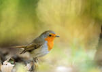Robin by corsuse