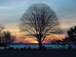 tree by TreborNehoc