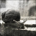 Annoying Companion by guille1701