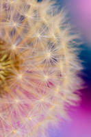 simply delighted by sumahli