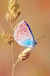 little sapphire by sumahli