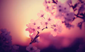 evening sun why don't you stay by jyoujo