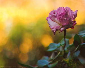 69. Waiting by FrancescaDelfino 69. Waiting by FrancescaDelfino