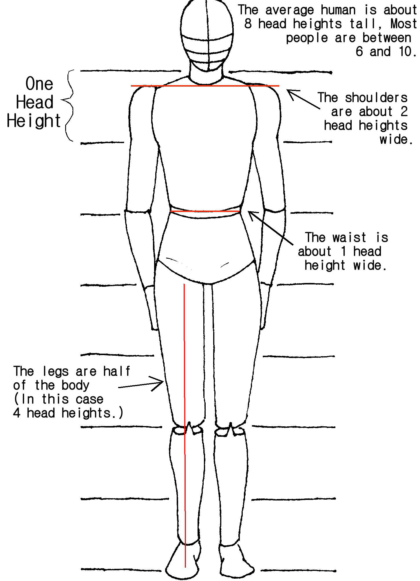 female figure drawing proportions