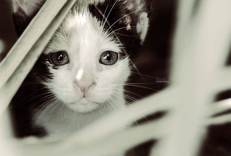 the cutest look by HMsa