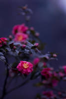 First flowers by kirawinter