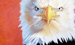 Bald eagle by albertoguerra