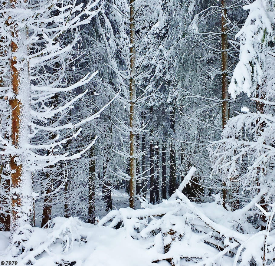  Winter Wonder by JoJoAsakura on DeviantArt