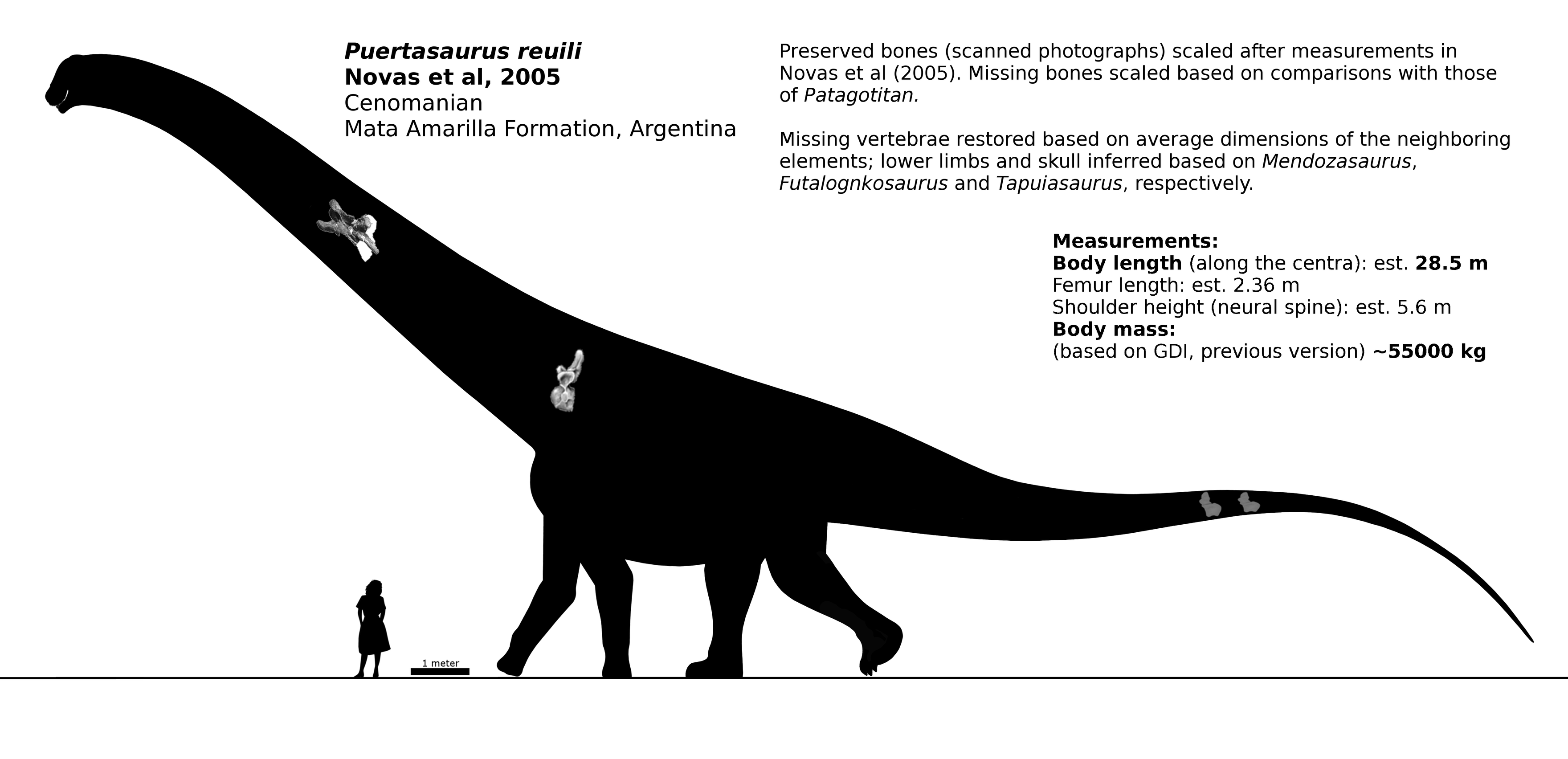 Puertasaurus reuili schematic. by randomdinos