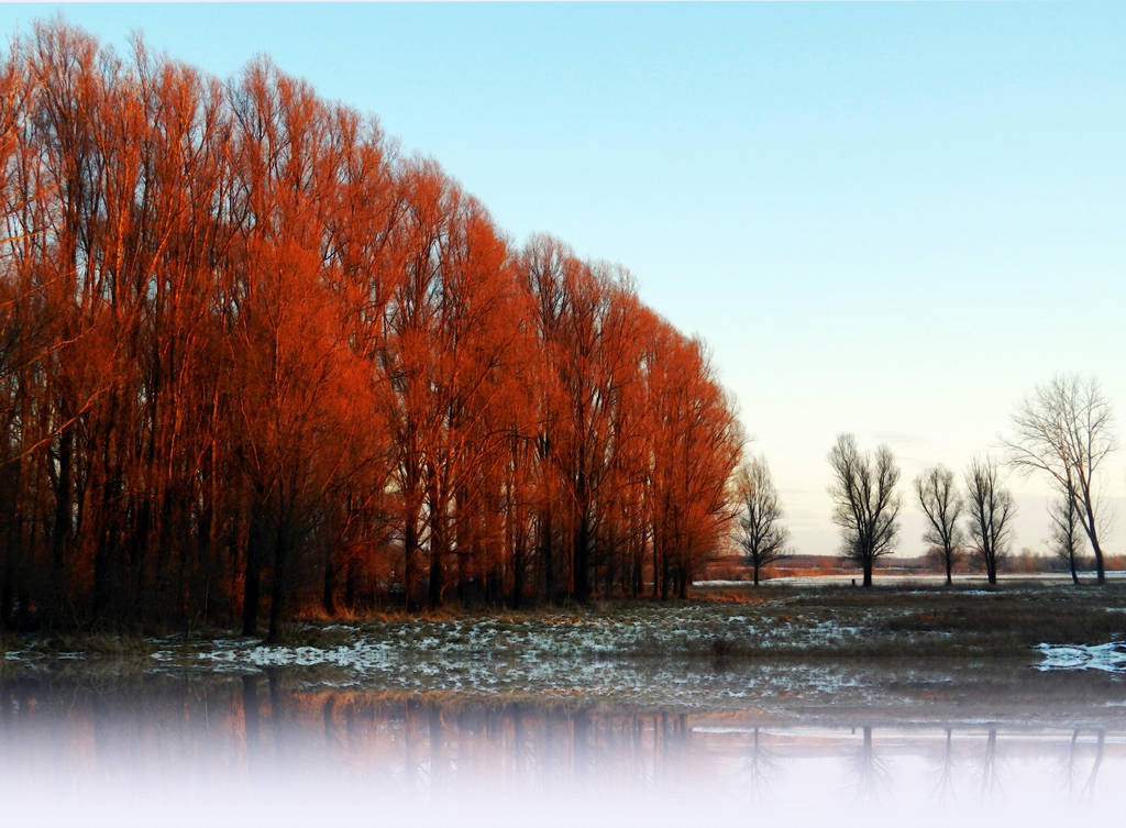 Woods At Sunset By Alvin 85 On Deviantart