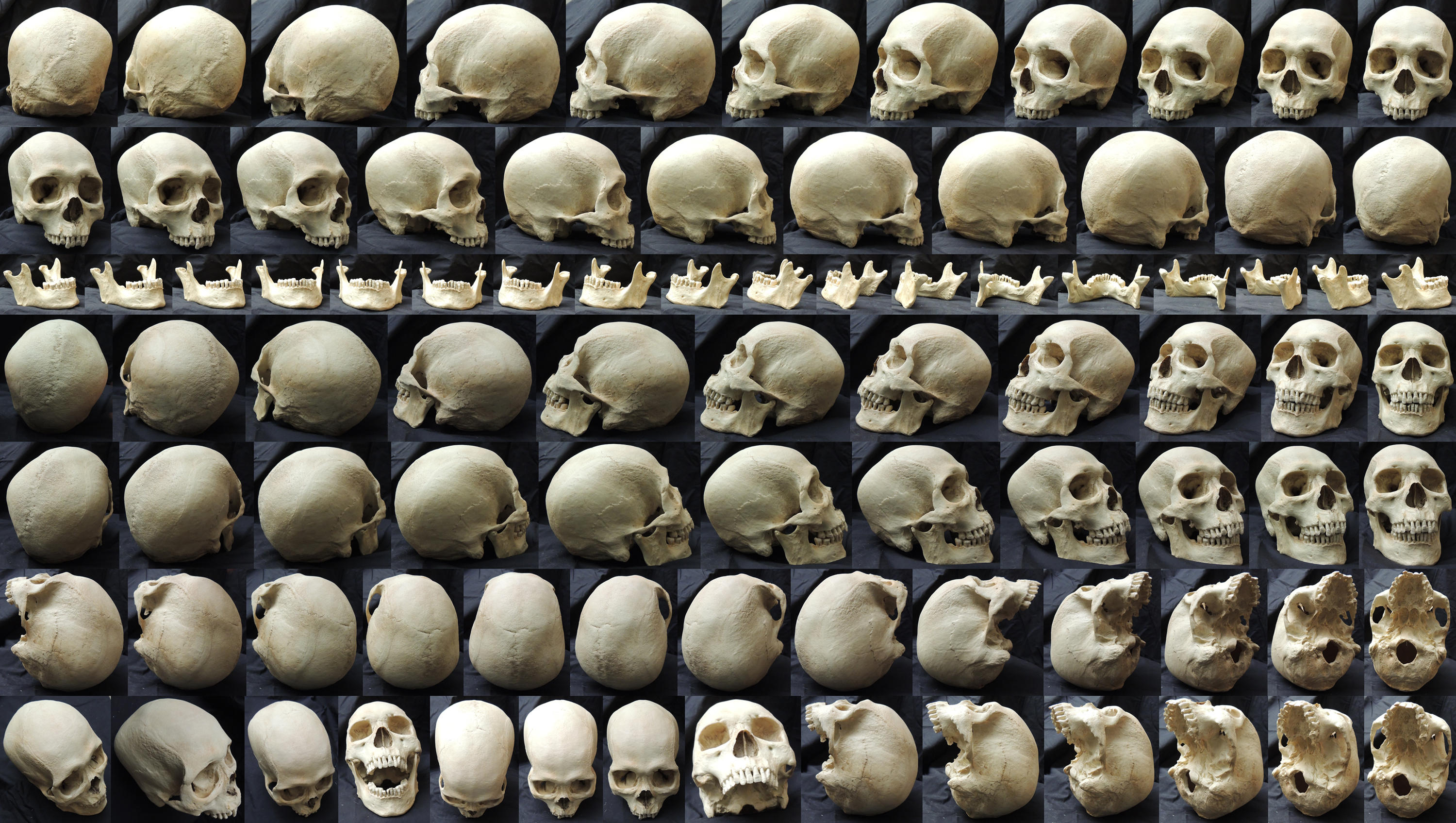 Different Angles of a Skull by AshenCreative