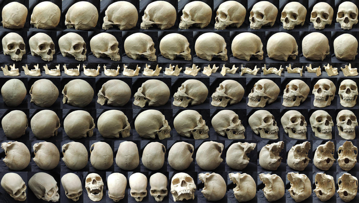 Different Angles of a Skull by AshenCreative