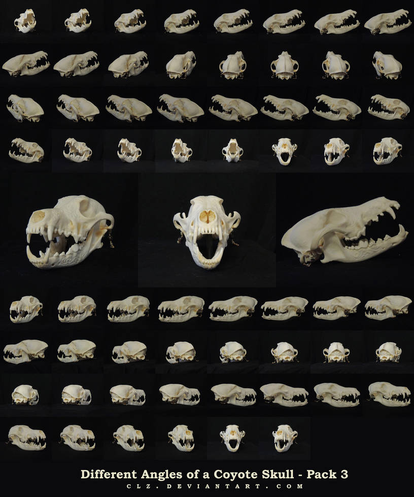Different Angles of a Coyote Skull Pack 3 by AshenCreative
