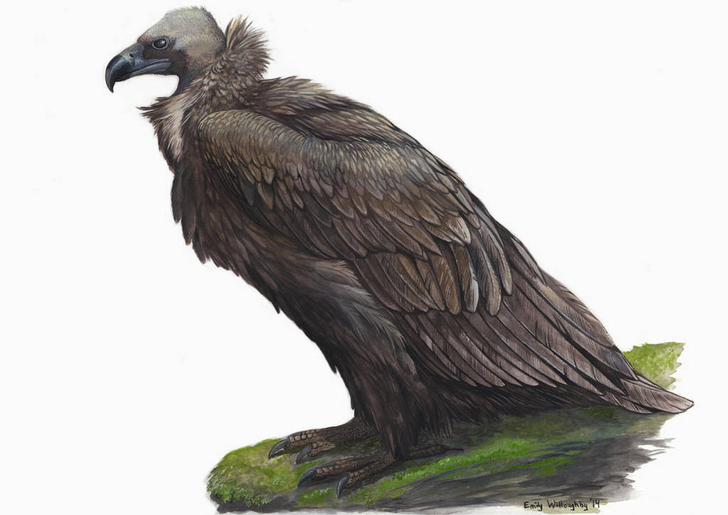 Cinereous Vulture by EWilloughby