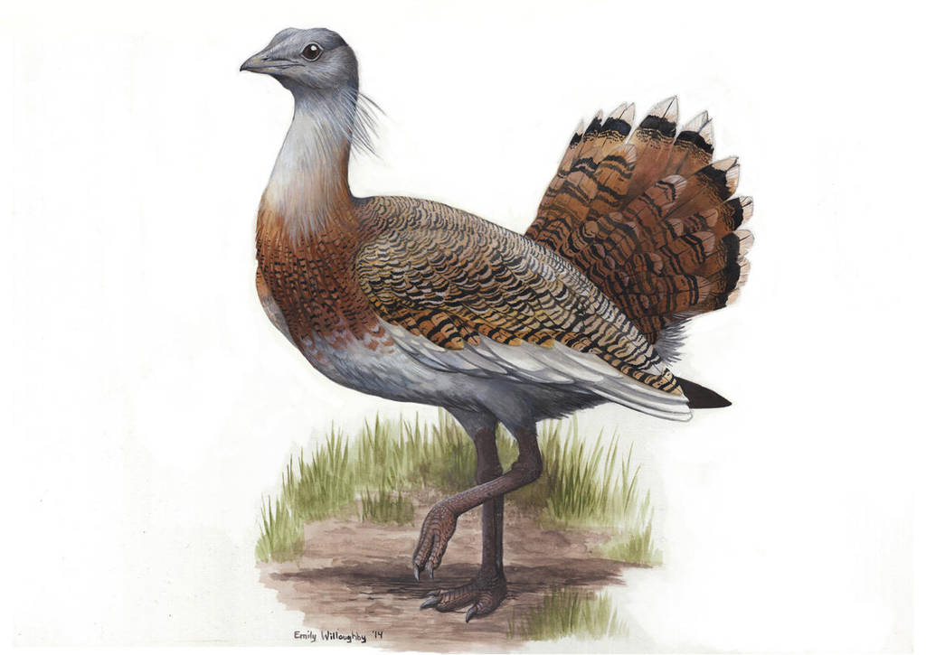 Great Bustard by EWilloughby