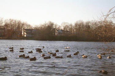 Ducks by Vigorousjammer