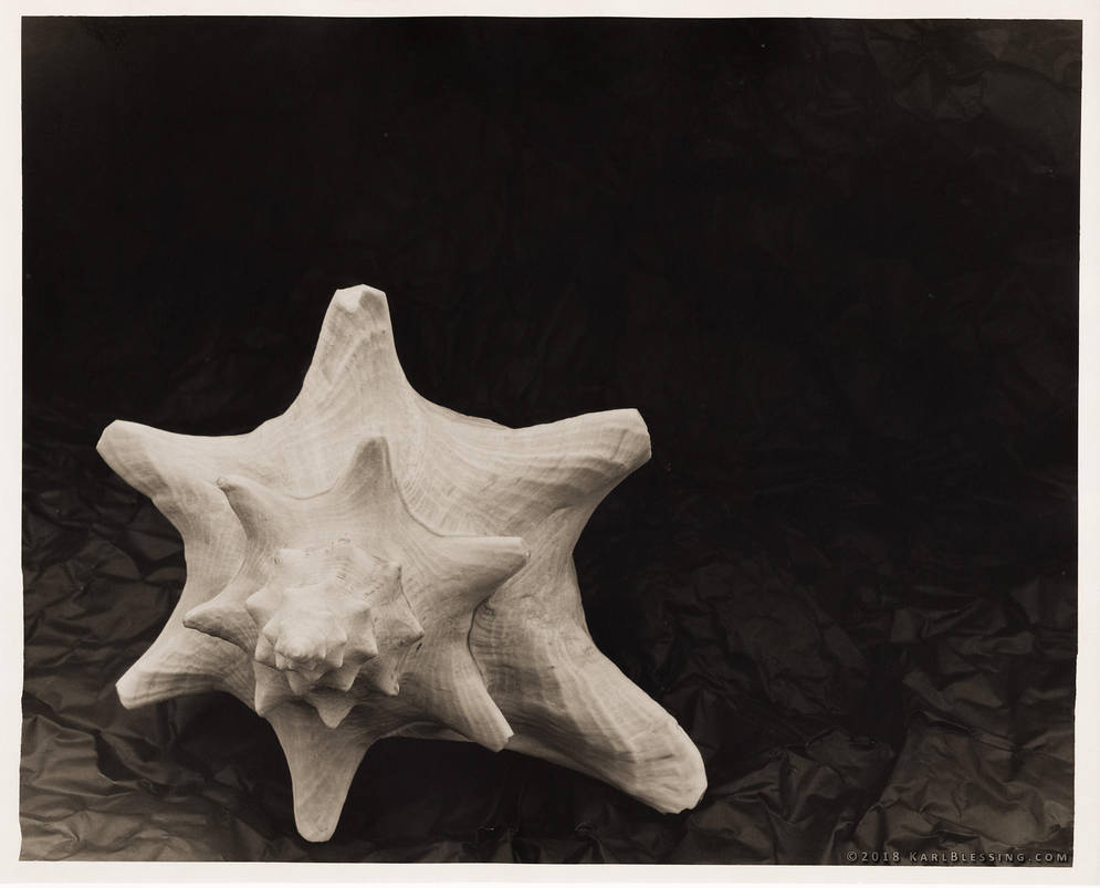Shell (4x5 Print) by KBeezie