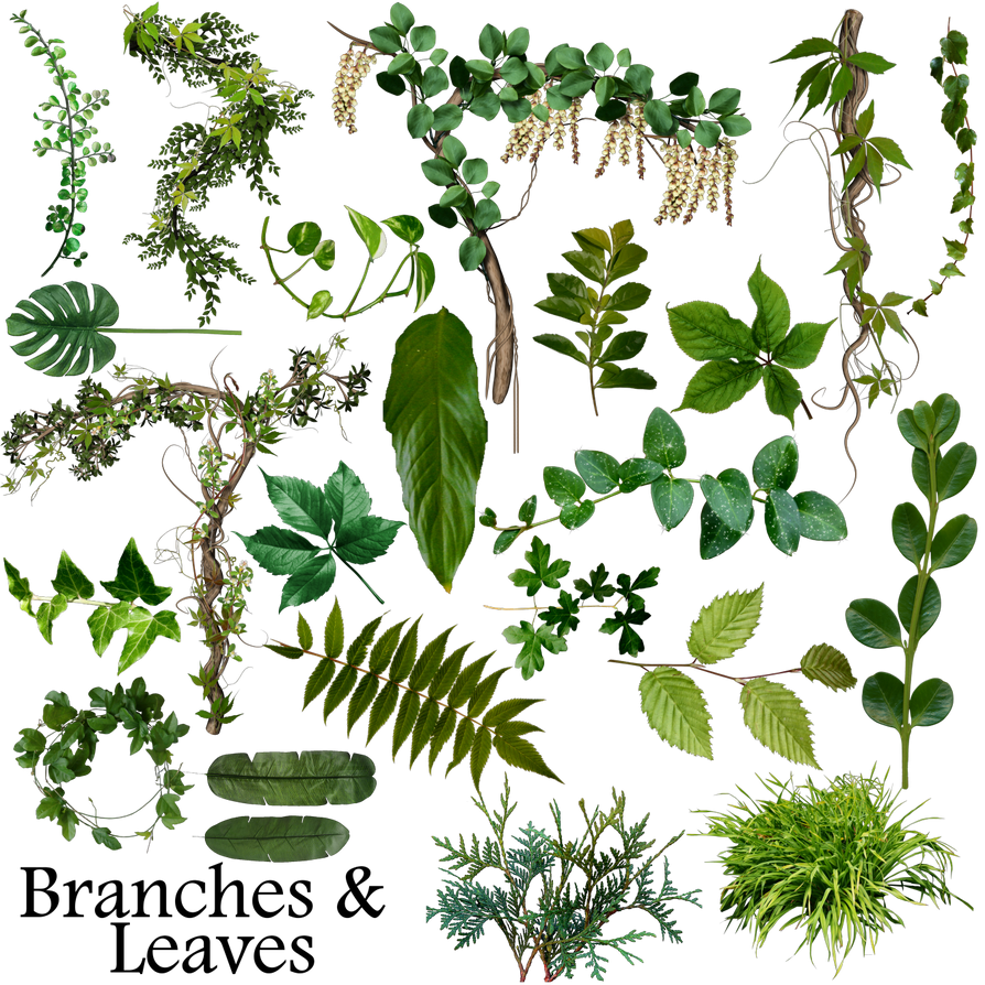 Branches and leaves resource by Rain-Gear