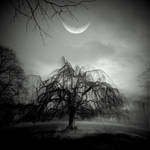 Moon Willow by lostknightkg
