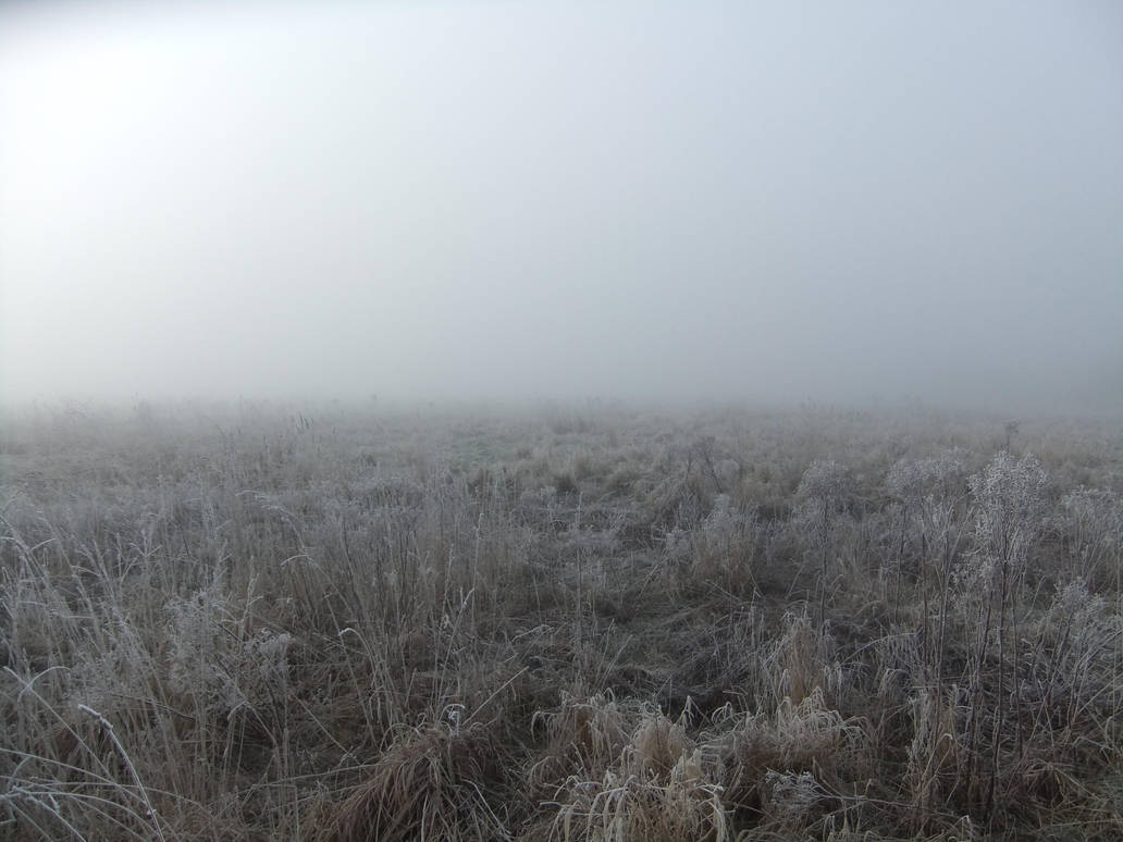 In the Mist 04: Field by fuguestock