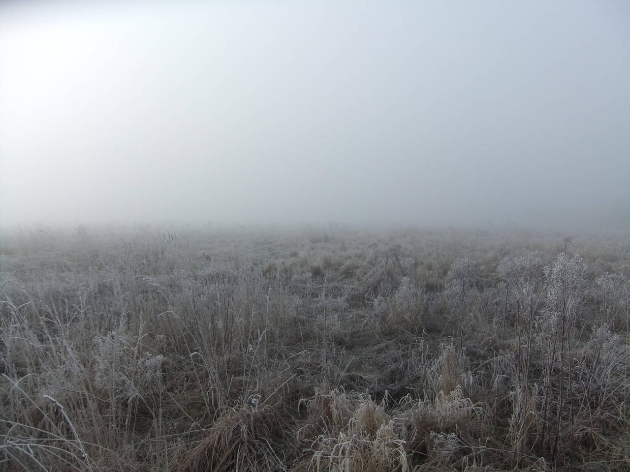 In the Mist 04: Field by fuguestock