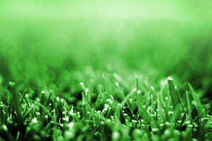 Grass Closeup by JaedenDak