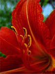 .Red. by Nirid
