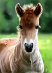 The Horse Kongur by Avorage