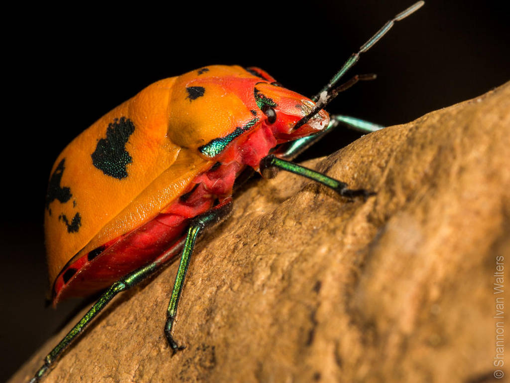 Hibiscus Harlequin Beetle by ShannonIWalters