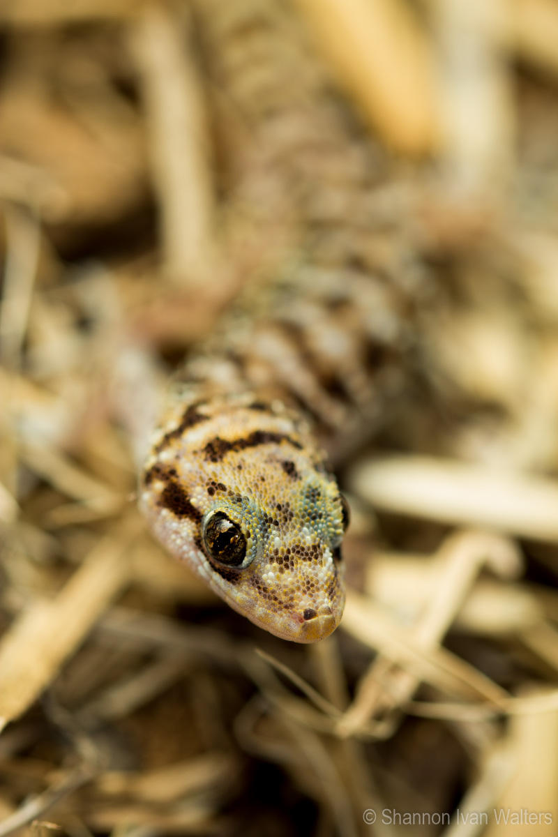 Gecko by ShannonIWalters