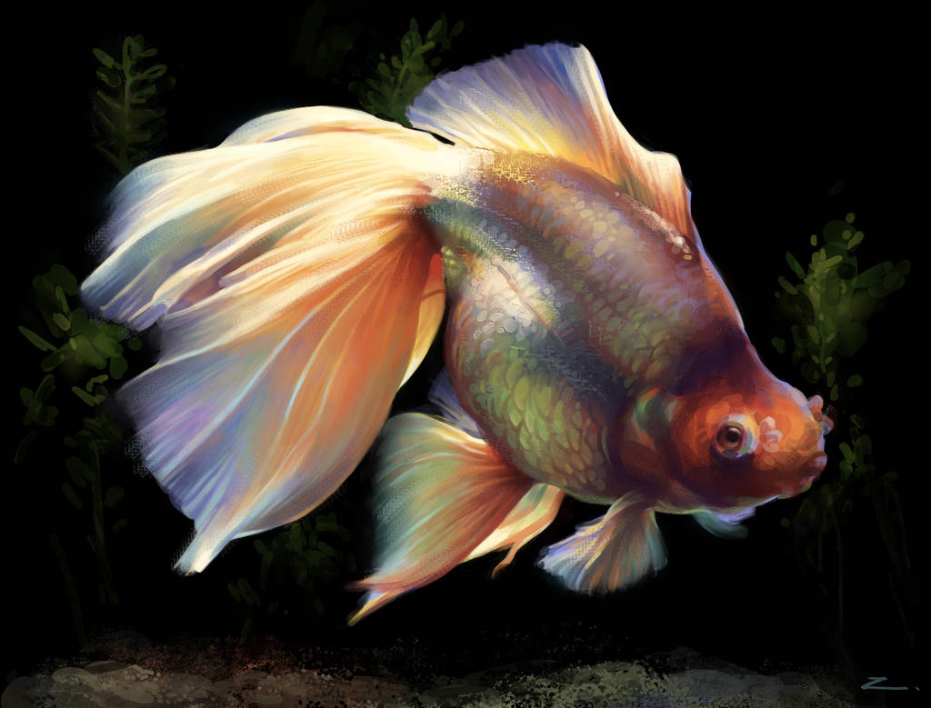 Goldfish by zhuzhu