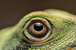 Percy's eye. by Uglydoll666
