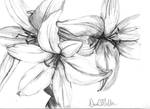 Simple Flowers by DCMiller